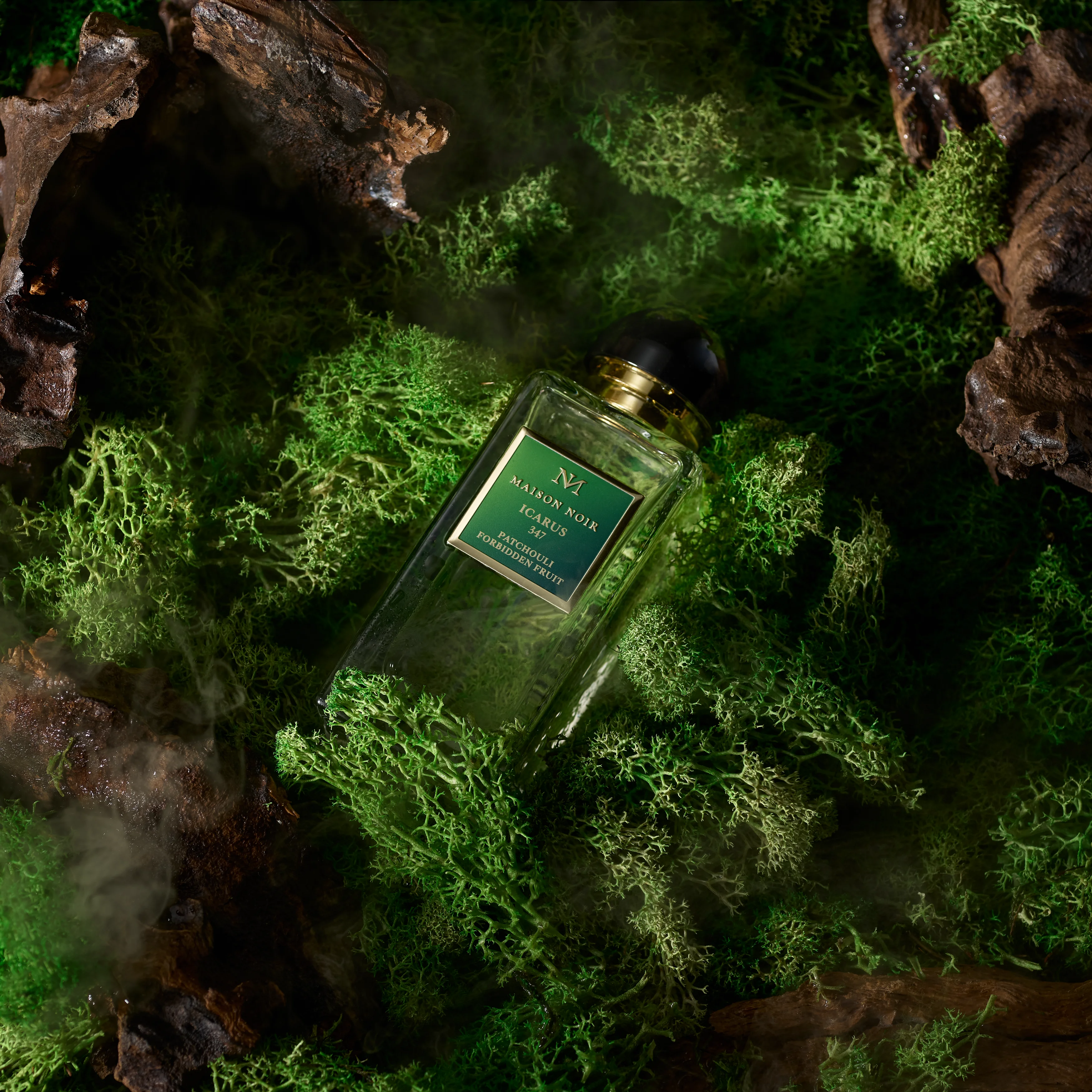 A dark flacon among moss and wet rock in low forest light