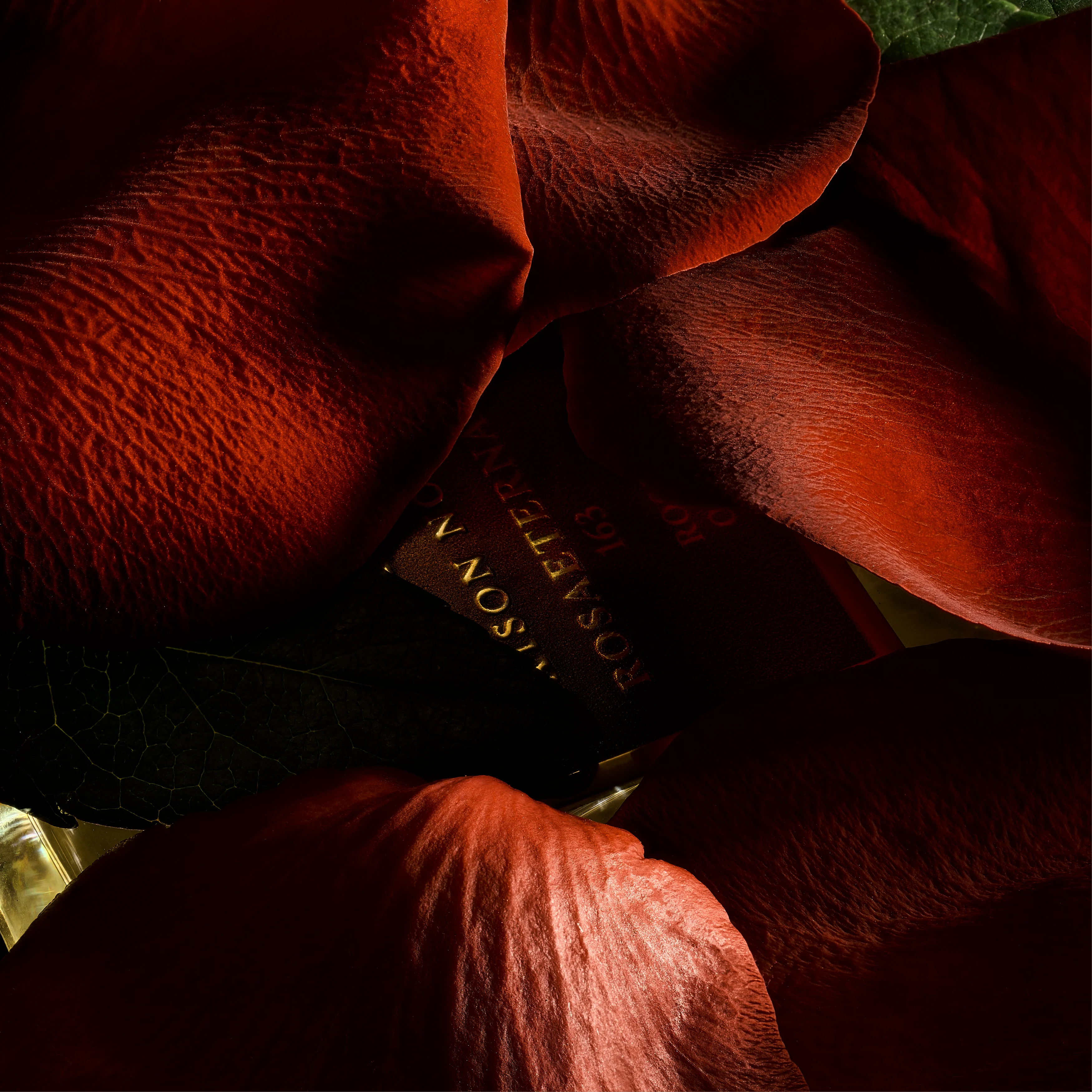 Deep red petals in close macro, the floral heart of an oriental floral composition