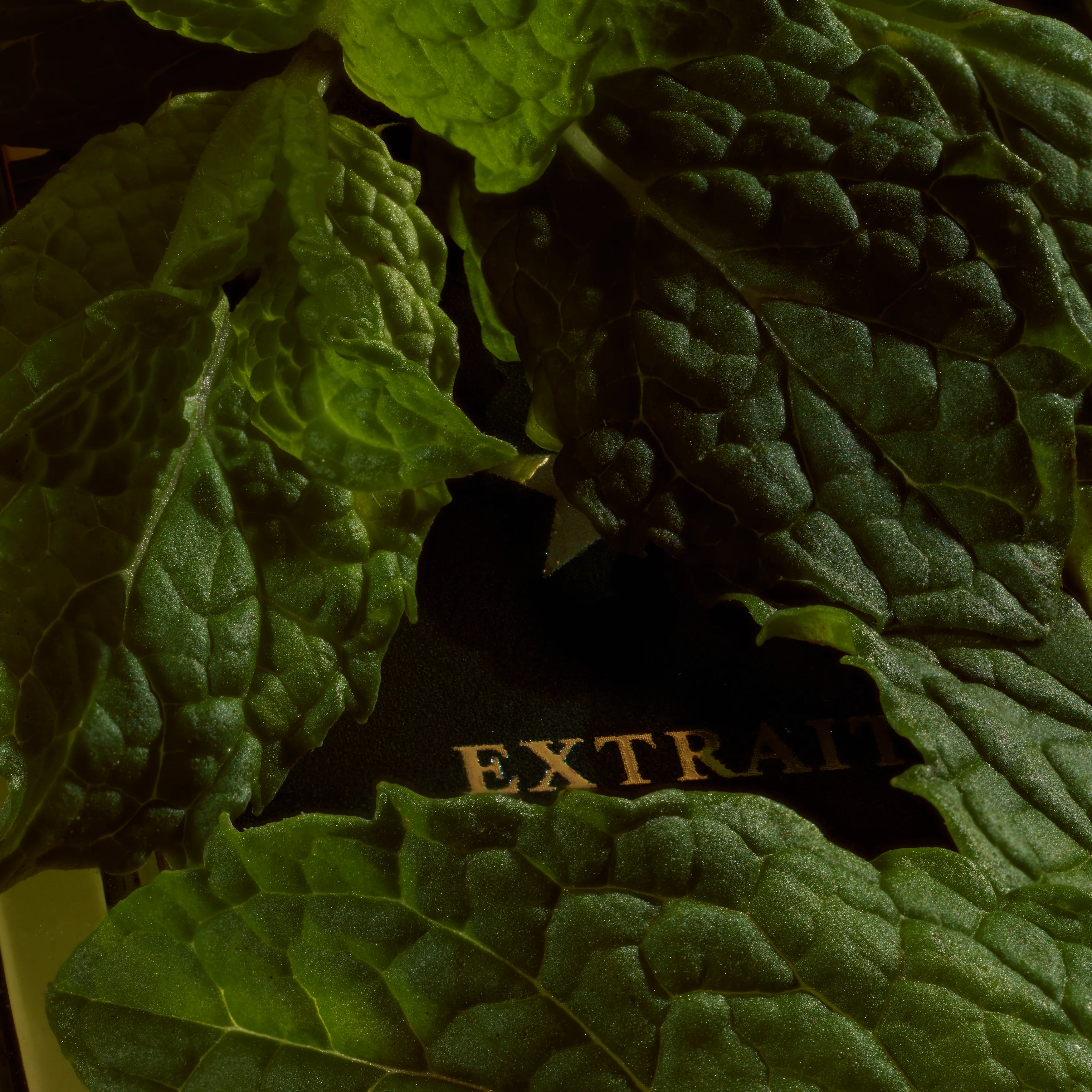 Dark green leaves in close macro with the word Extrait embossed across them