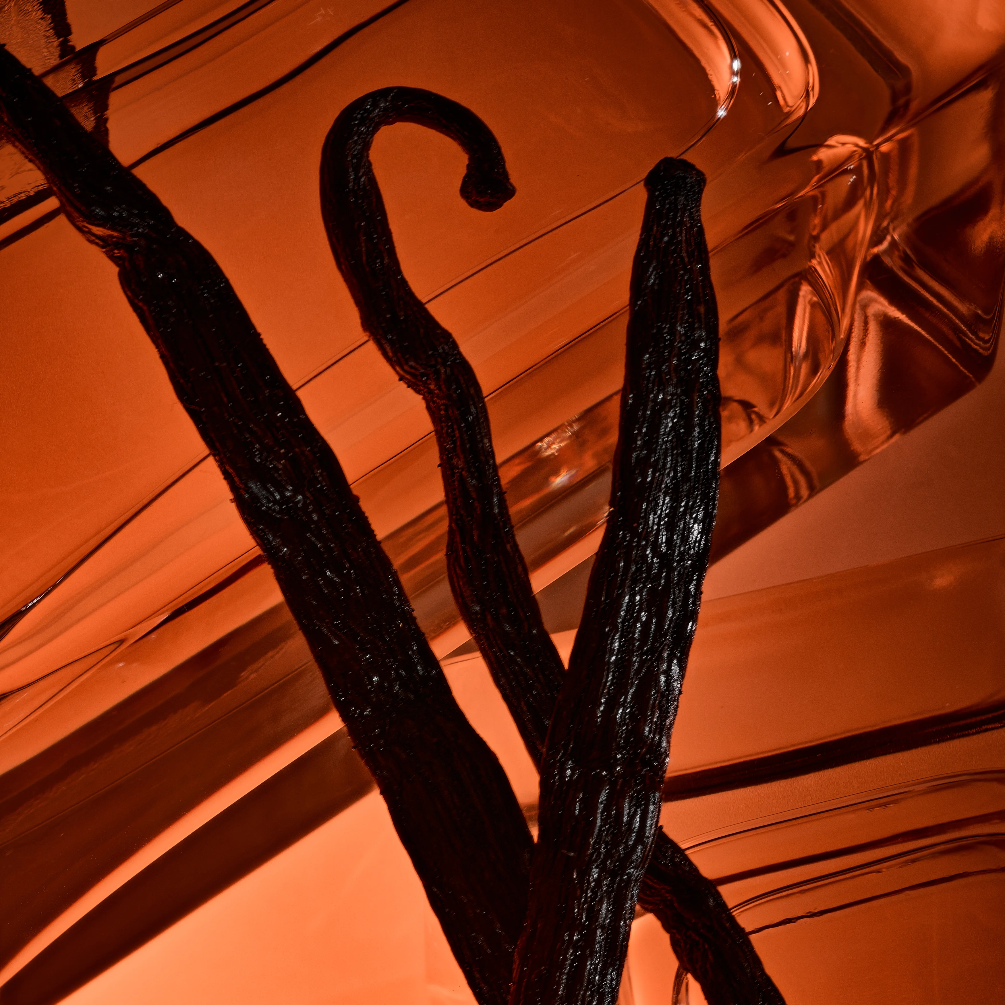 Whole vanilla pods in close macro against warm amber, a raw material before it reaches the blend